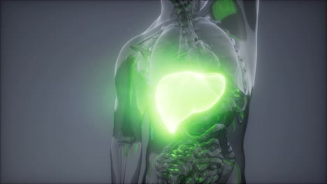 Human-Liver-Radiology-Exam